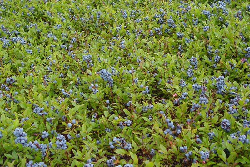 Un champ de bleuets